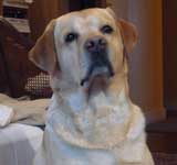 Photo du Chien Basile afin d'tre dessin en portrait artistique